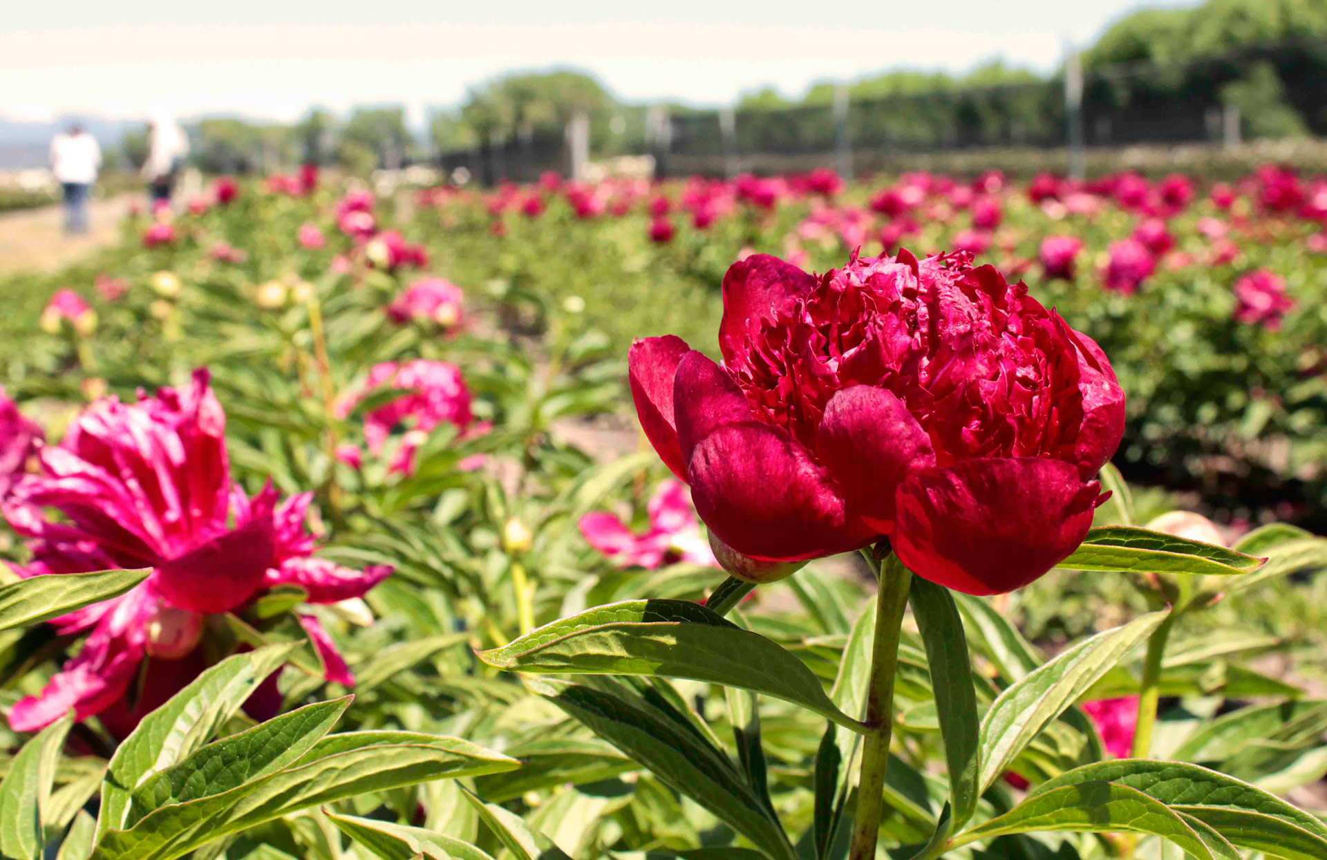 Floricultura: Cavaco recorrió en Trevelin el vivero exportador de Peonías y  otras especies – Chubutline